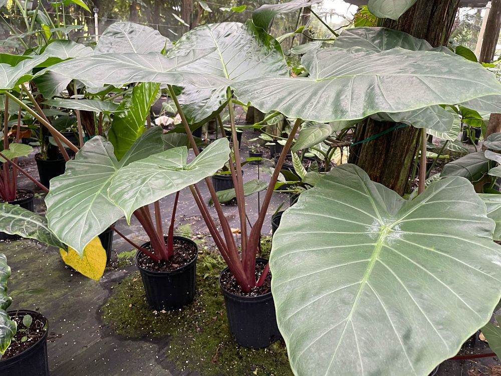 alocasia-imperial-red-elephant-ear