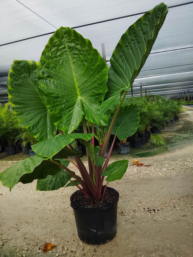 alocasia-imperial-red-elephant-ear
