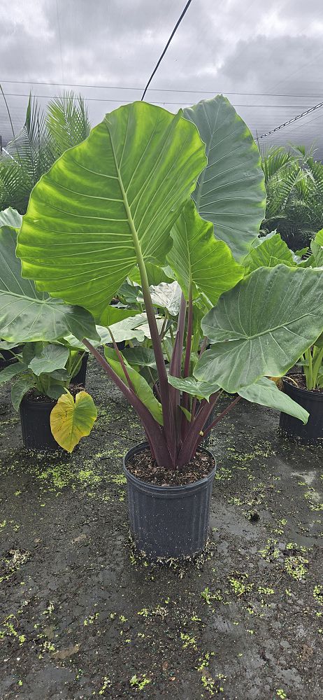 alocasia-imperial-red-elephant-ear