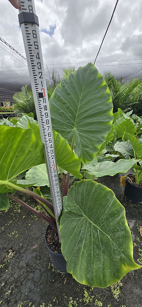 alocasia-imperial-red-elephant-ear