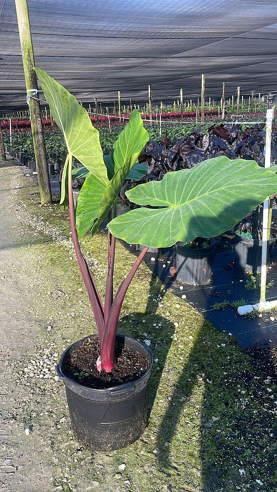 alocasia-imperial-red-elephant-ear