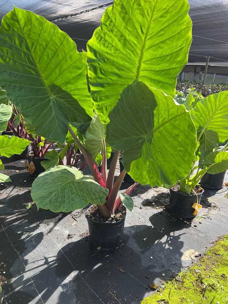 alocasia-imperial-red-elephant-ear