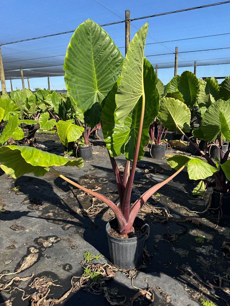 alocasia-imperial-red-elephant-ear