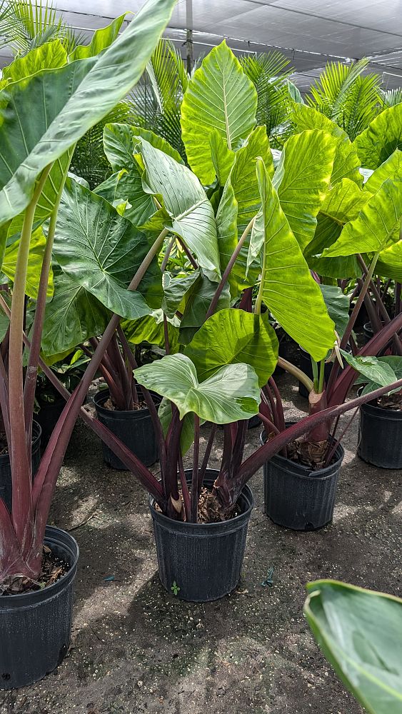 alocasia-imperial-red-elephant-ear