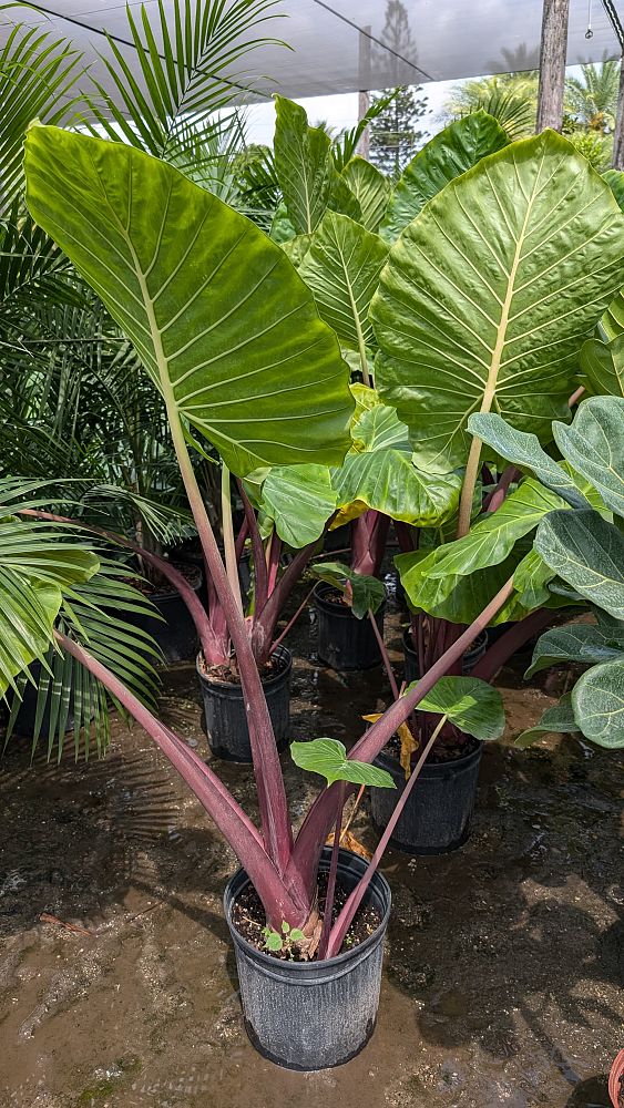 alocasia-imperial-red-elephant-ear