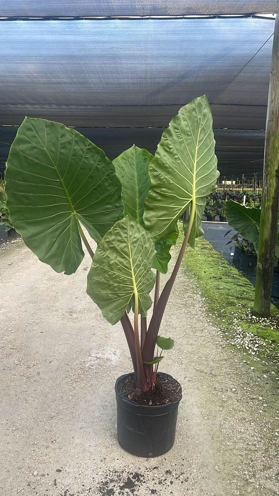 alocasia-imperial-red-elephant-ear