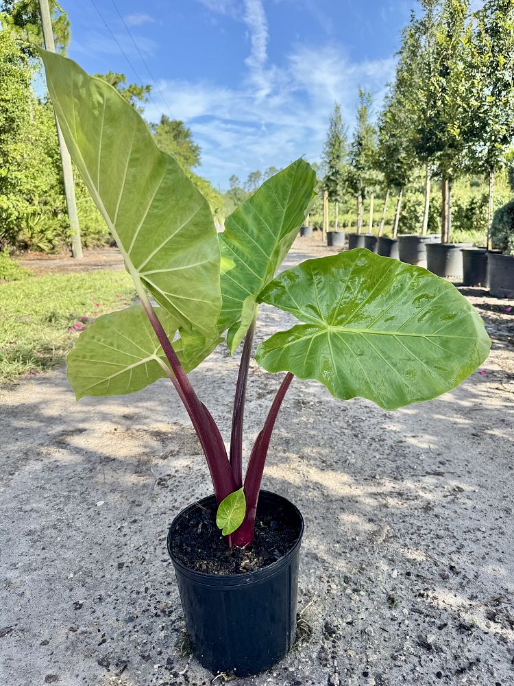 alocasia-imperial-red-elephant-ear