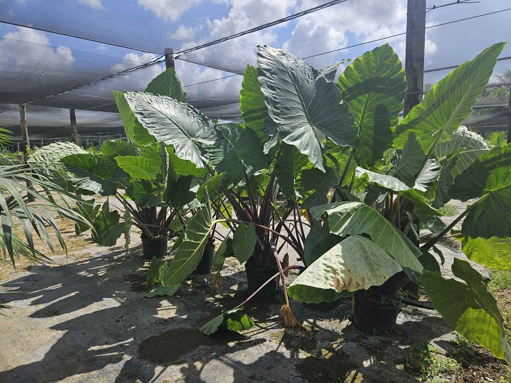 alocasia-imperial-red-elephant-ear