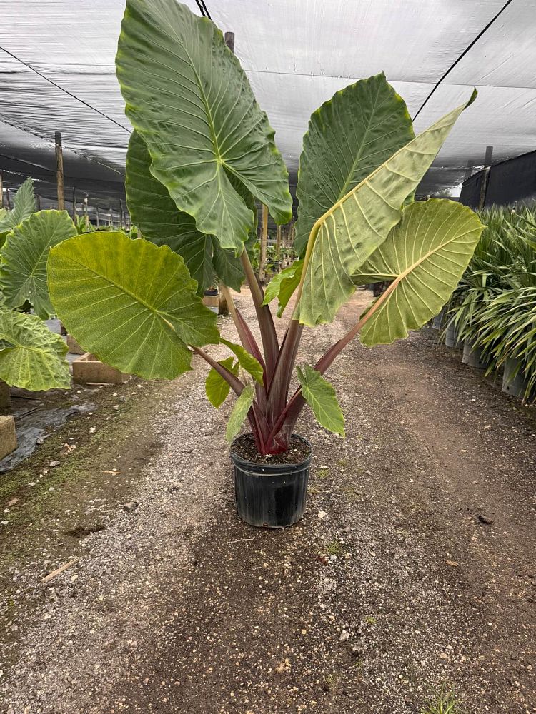 alocasia-imperial-red-elephant-ear