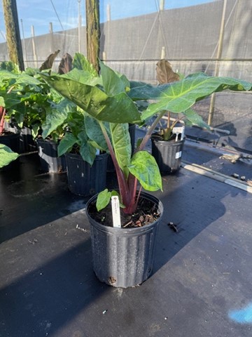 alocasia-imperial-red-elephant-ear