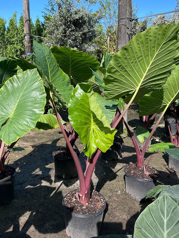 alocasia-imperial-red-elephant-ear