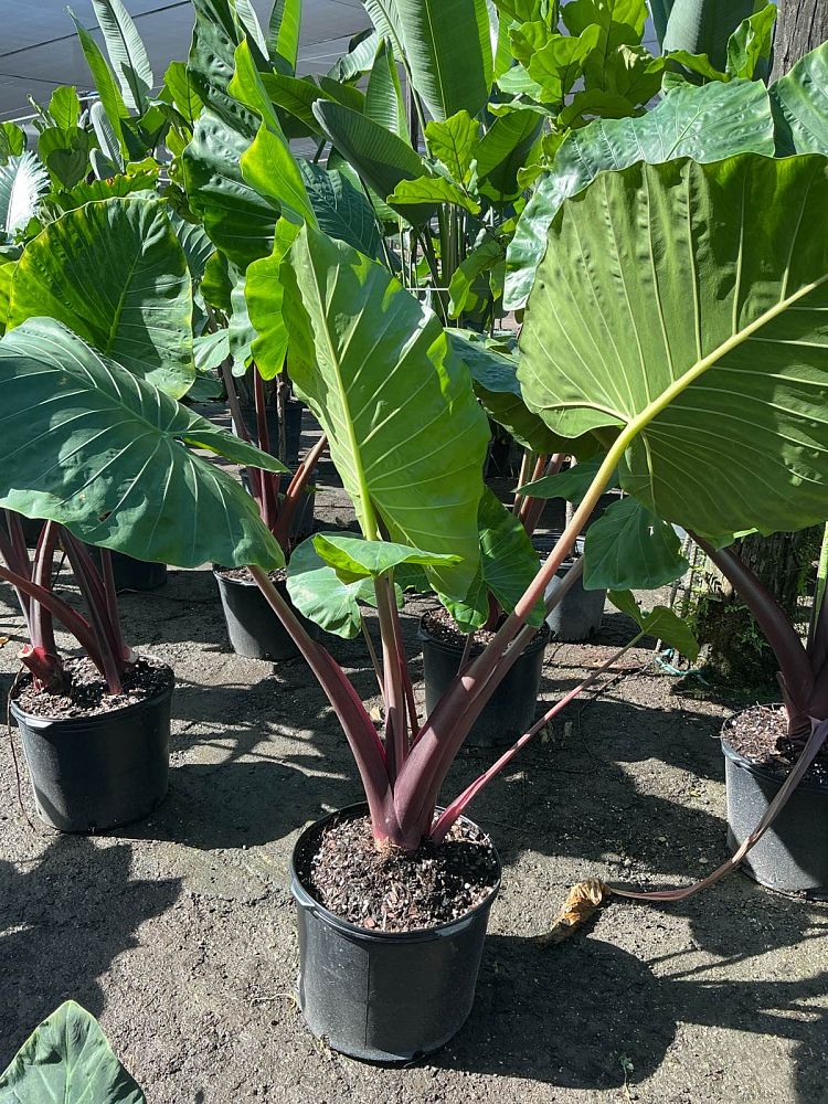 alocasia-imperial-red-elephant-ear