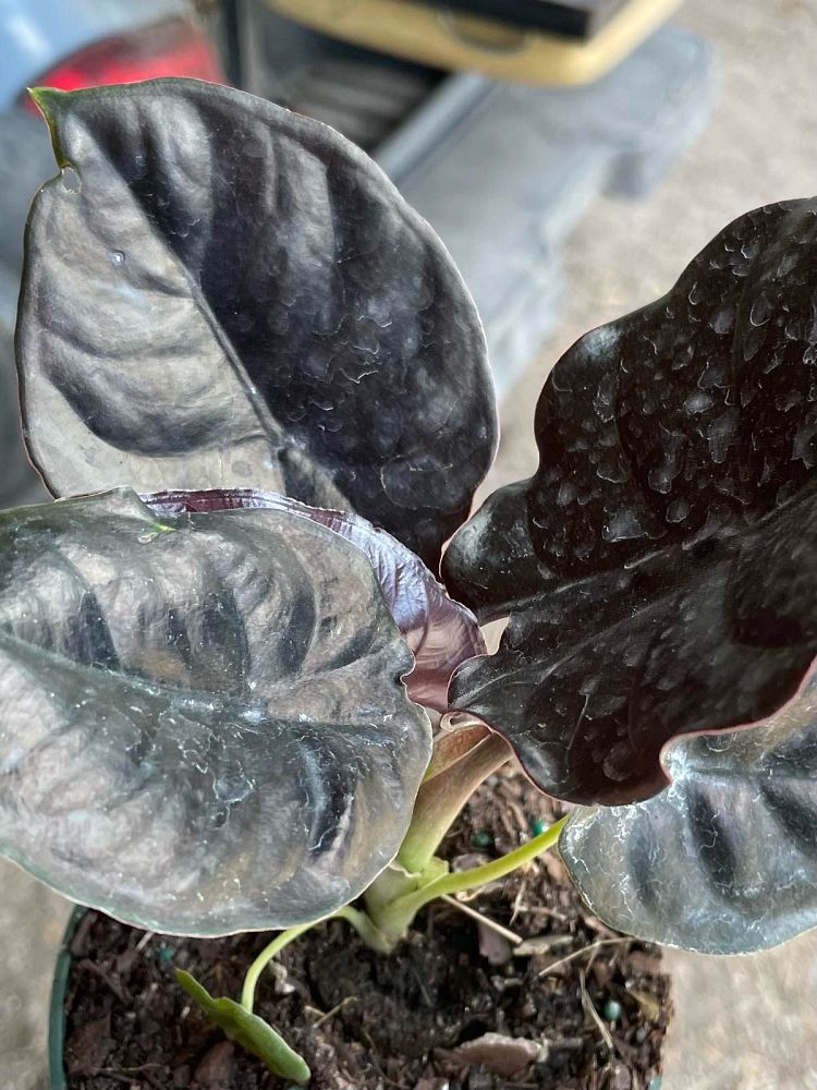 alocasia-infernalis-elephant-ear