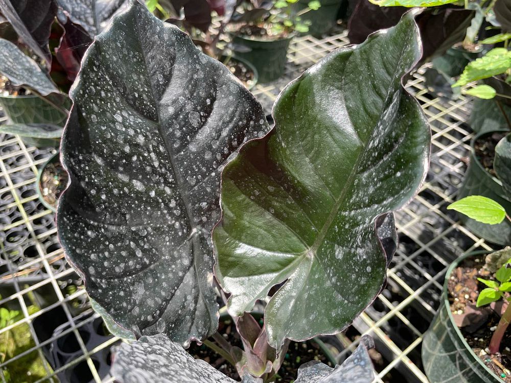 alocasia-infernalis-elephant-ear