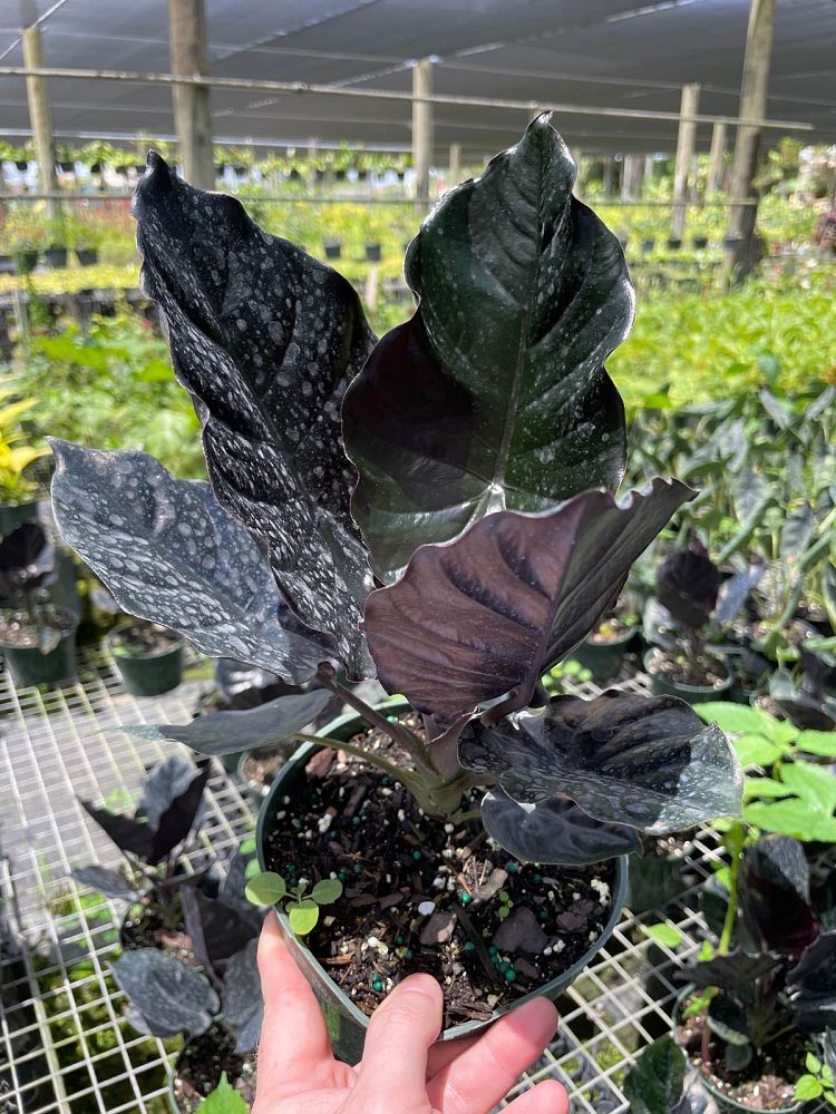 alocasia-infernalis-elephant-ear