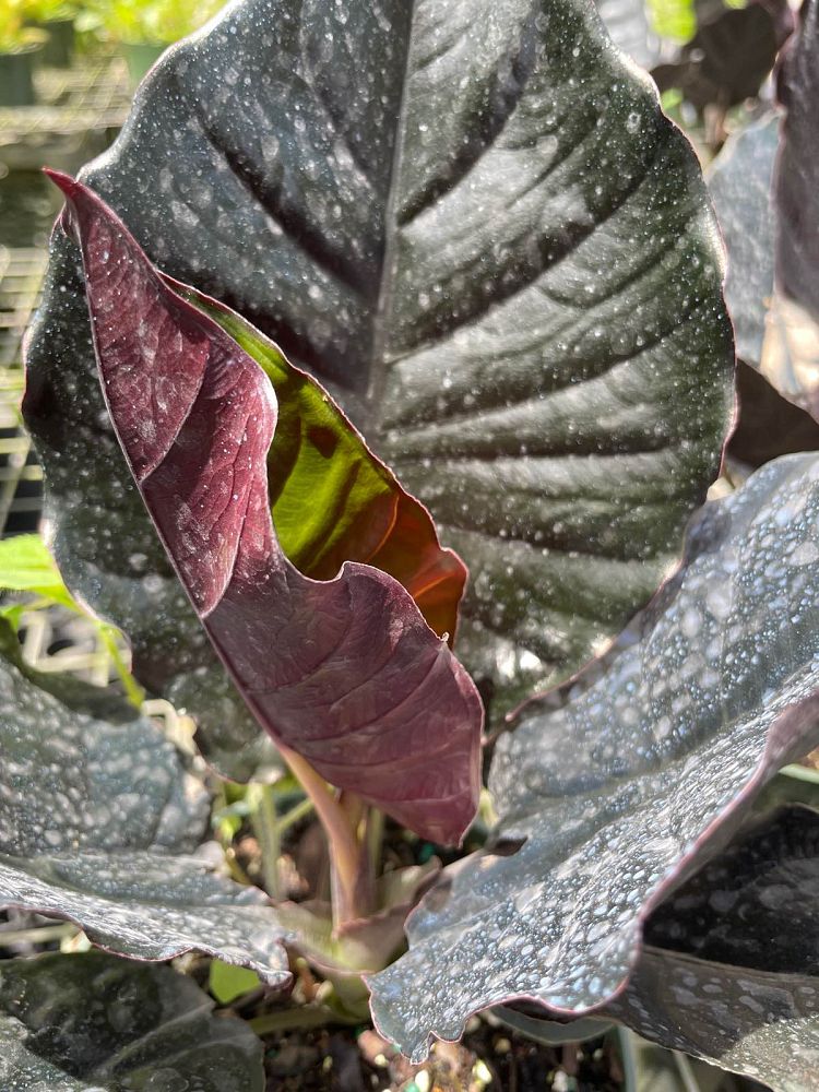 alocasia-infernalis-elephant-ear