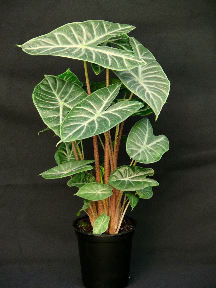 Oglesby Plants International