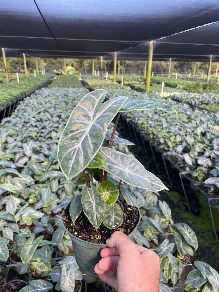alocasia-ivory-coast-elephant-ear