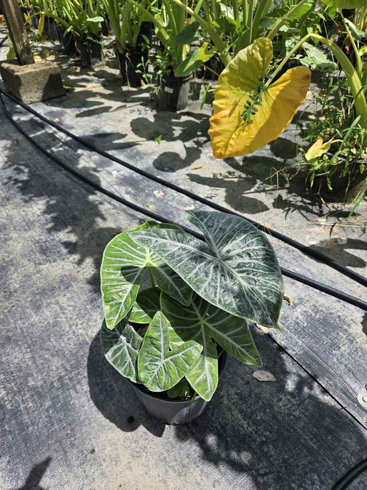 alocasia-ivory-coast-elephant-ear