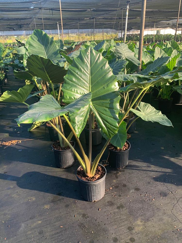 alocasia-kuching-mask-elephant-ear