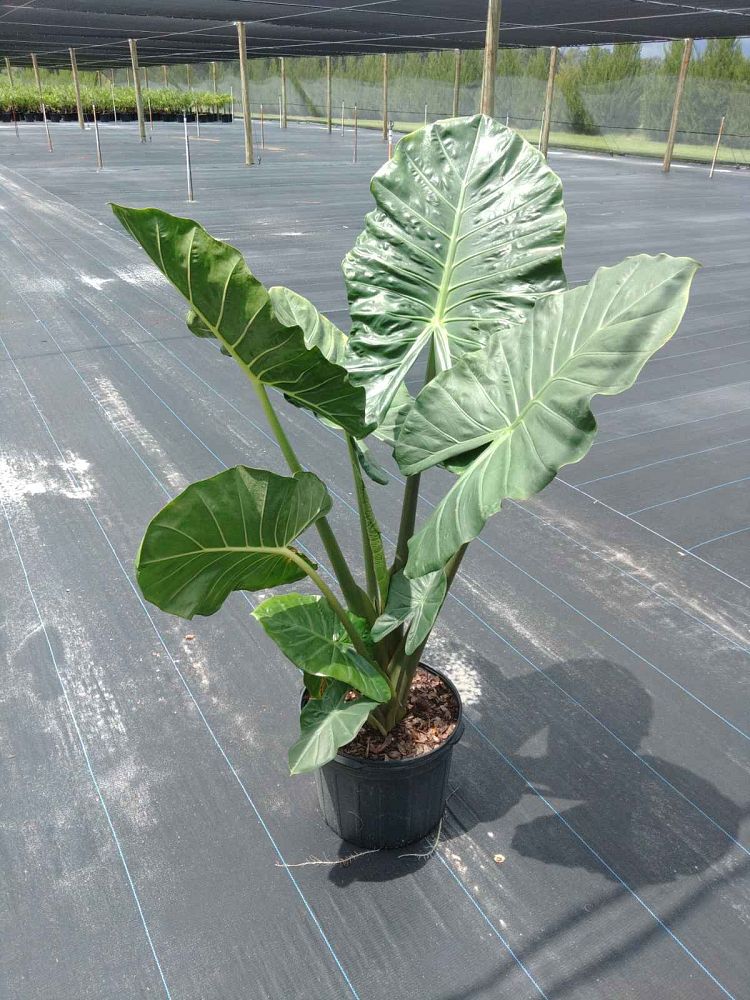 alocasia-kuching-mask-elephant-ear