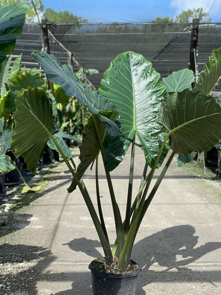 alocasia-kuching-mask-elephant-ear