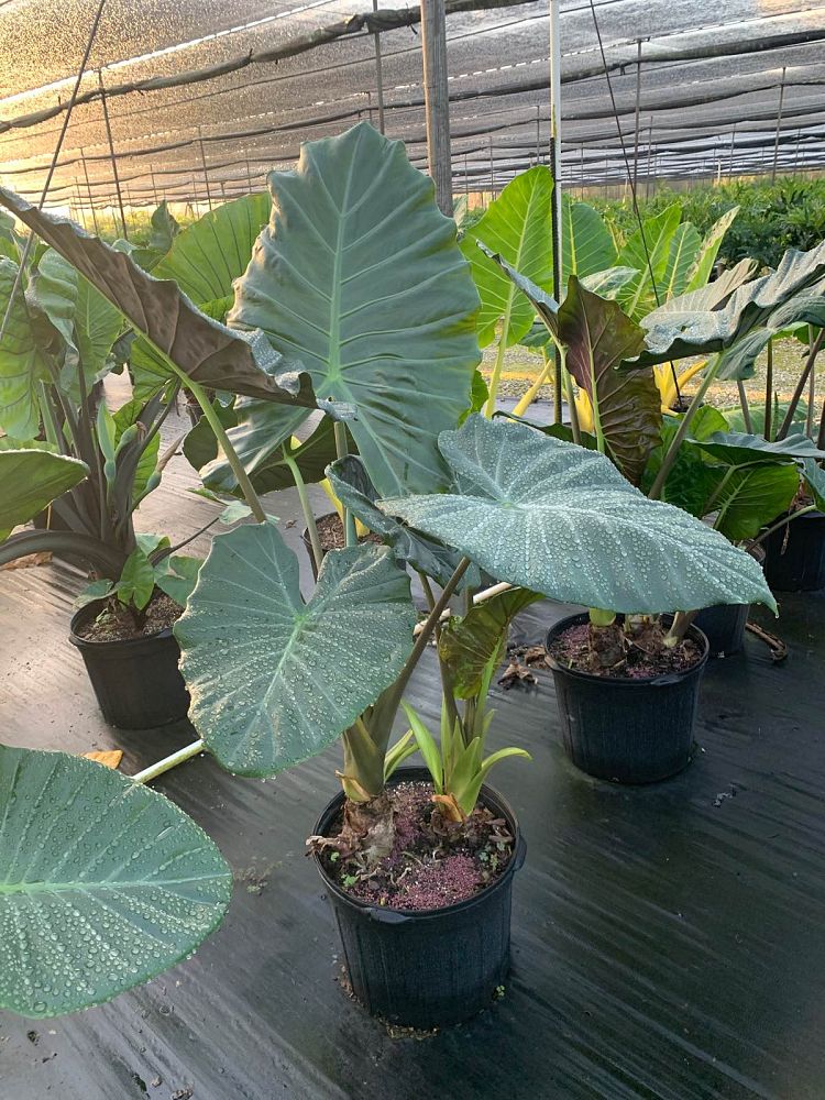 alocasia-kuching-mask-elephant-ear