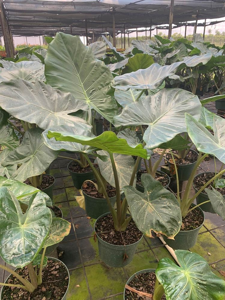 alocasia-kuching-mask-elephant-ear
