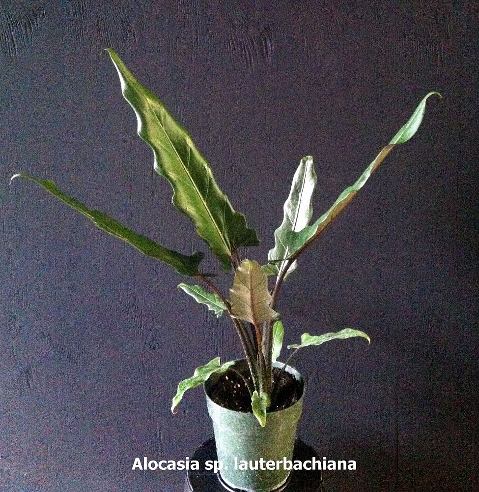 alocasia-lauterbachiana-elephant-ear