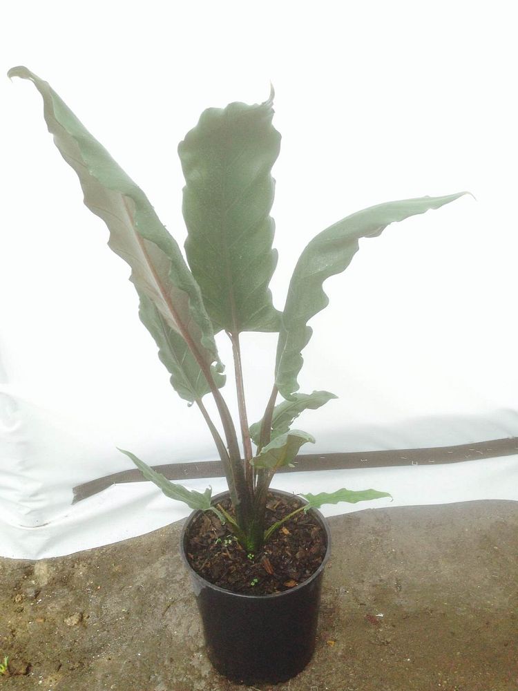 alocasia-lauterbachiana-elephant-ear