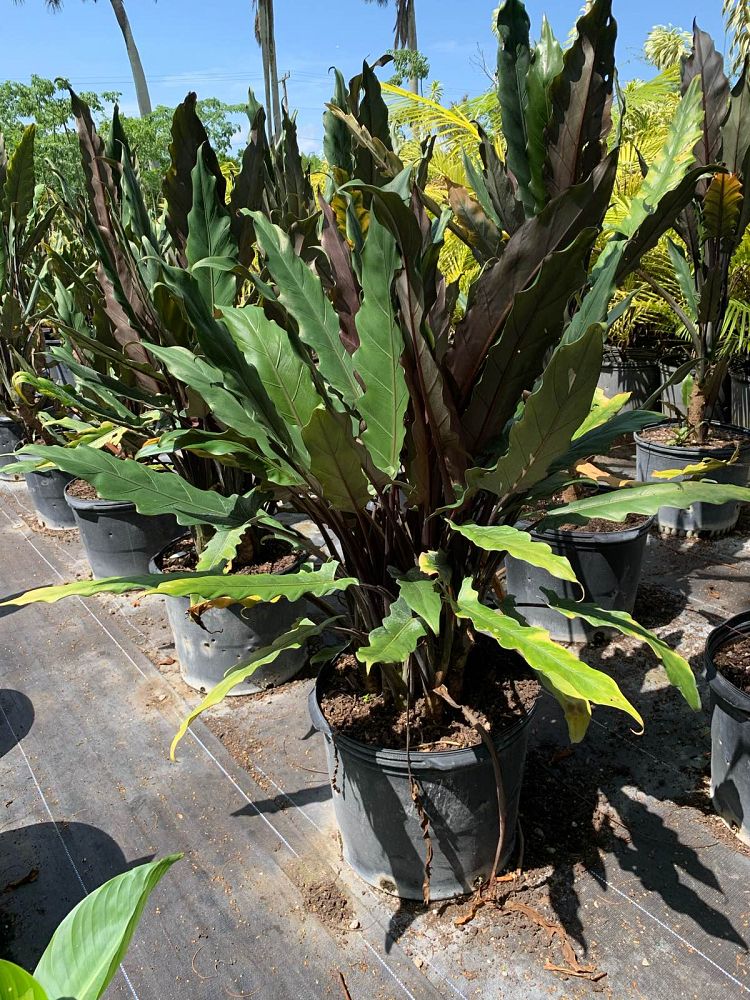 alocasia-lauterbachiana-elephant-ear