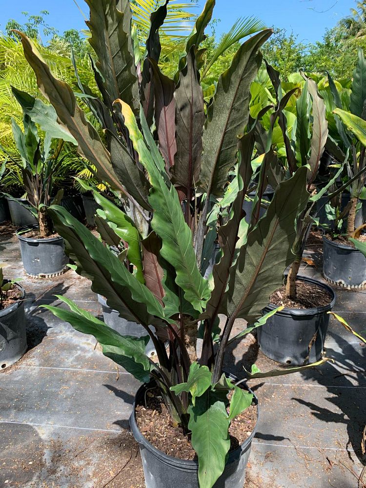 alocasia-lauterbachiana-elephant-ear
