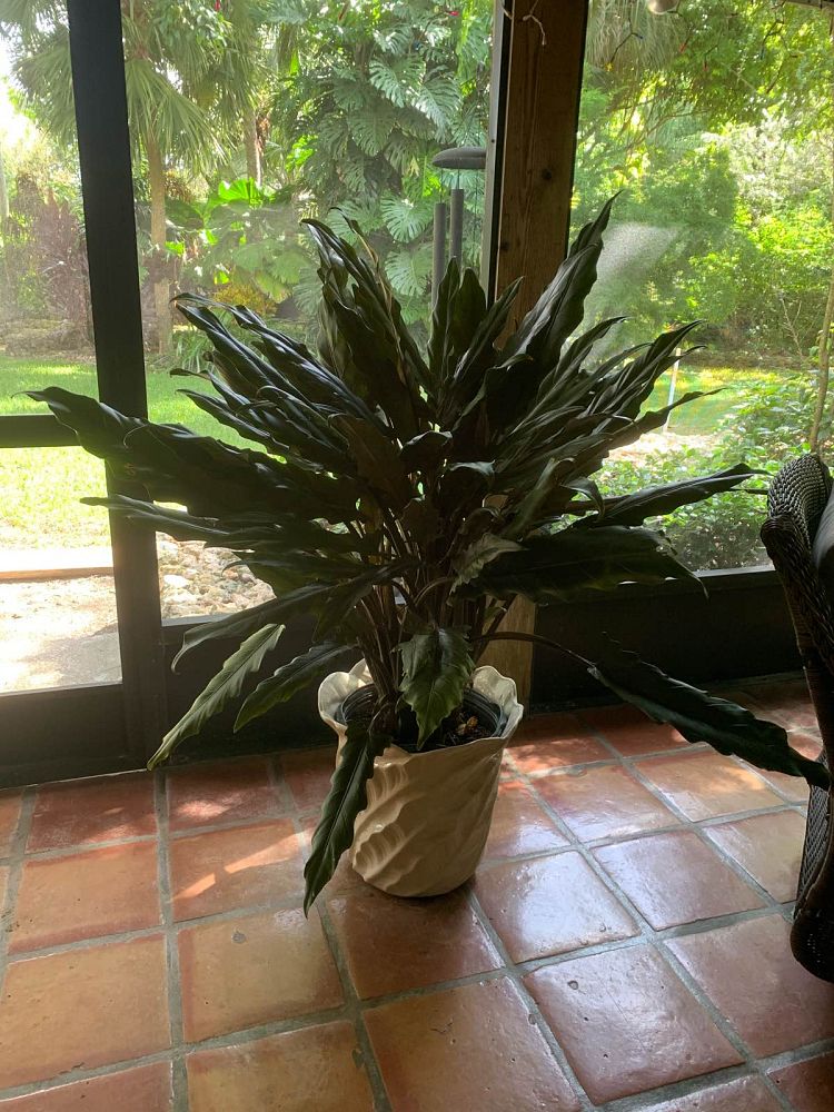 alocasia-lauterbachiana-elephant-ear