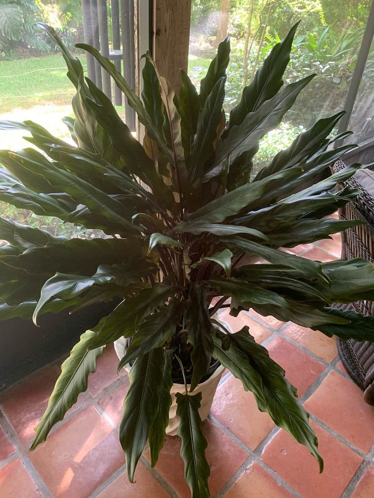 alocasia-lauterbachiana-elephant-ear