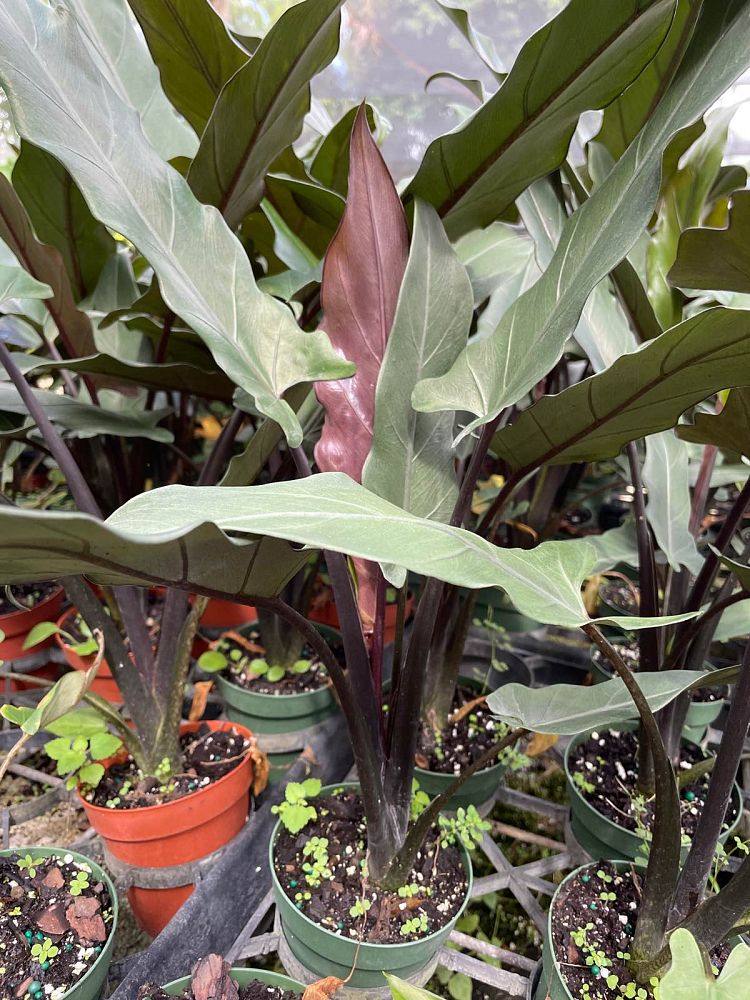 alocasia-lauterbachiana-elephant-ear
