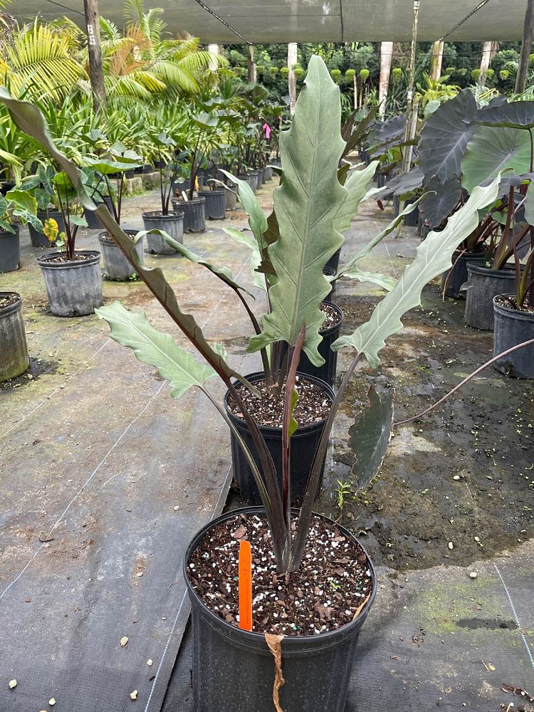 alocasia-lauterbachiana-elephant-ear