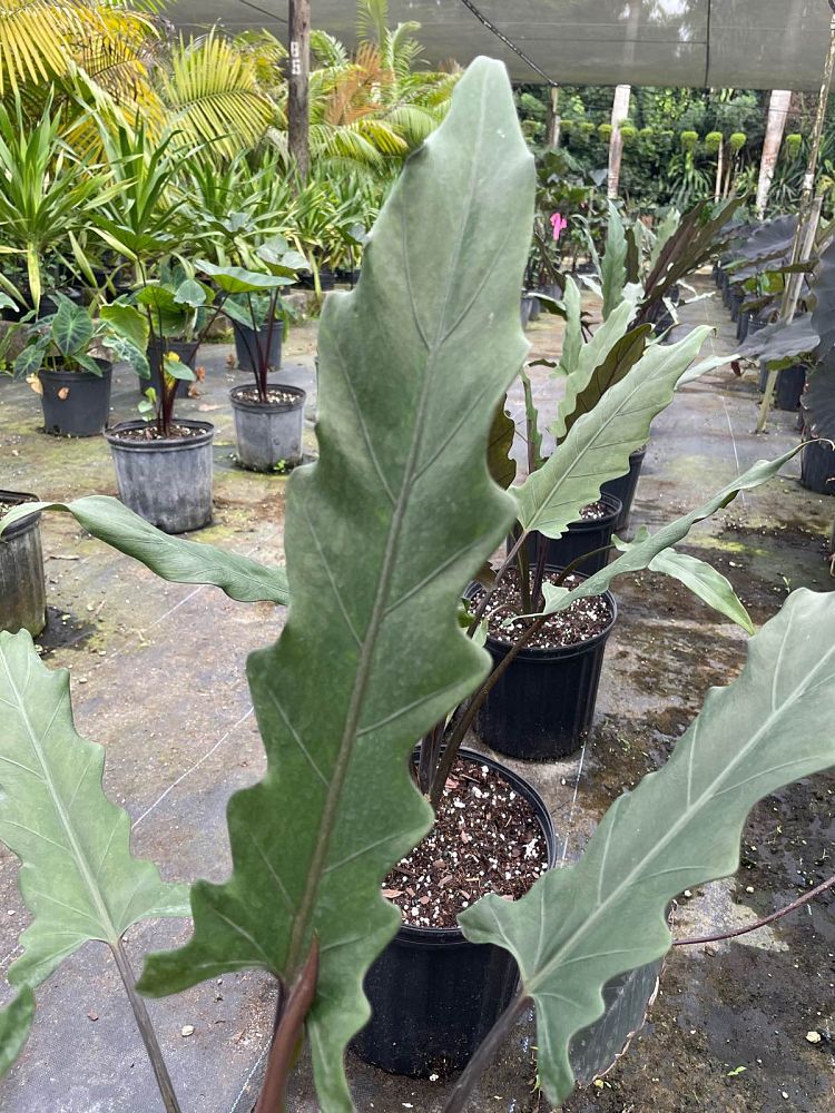 alocasia-lauterbachiana-elephant-ear