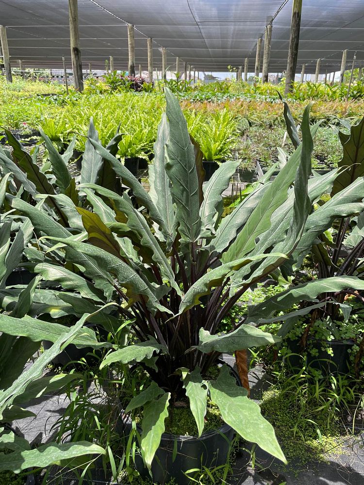 alocasia-lauterbachiana-elephant-ear