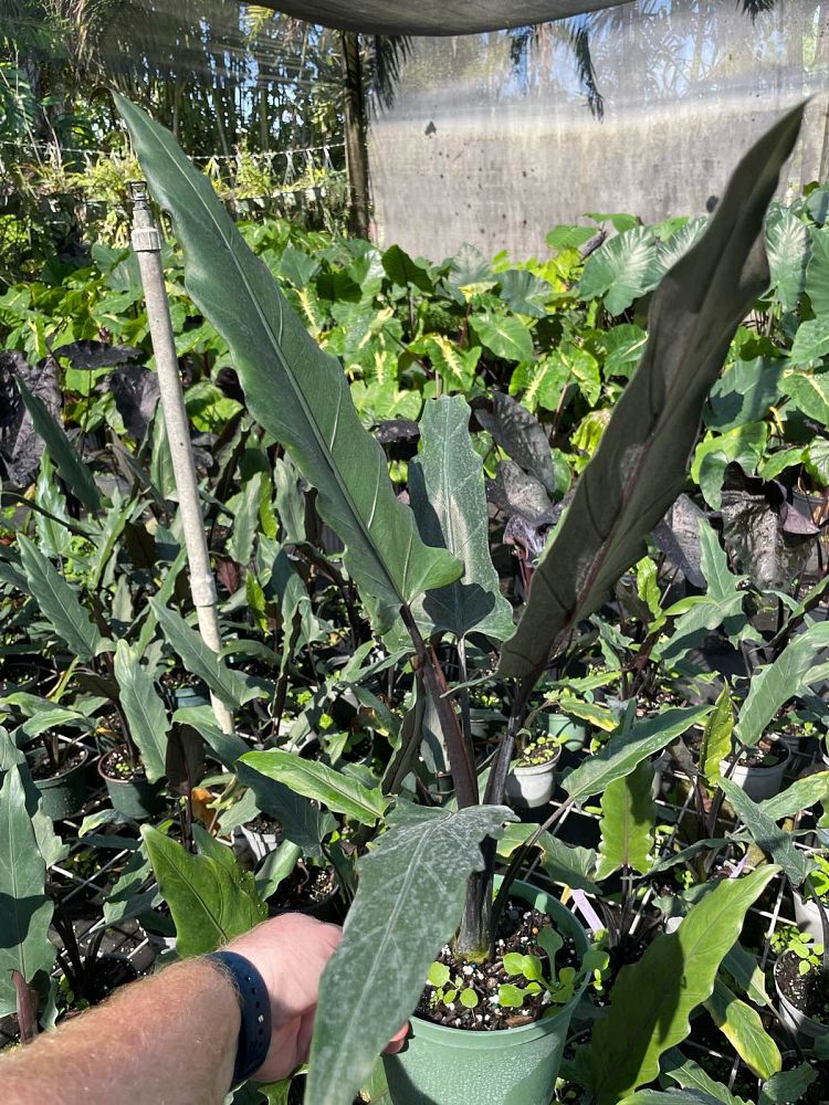 alocasia-lauterbachiana-elephant-ear