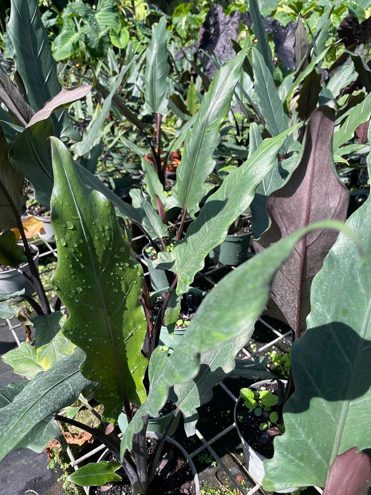 alocasia-lauterbachiana-elephant-ear