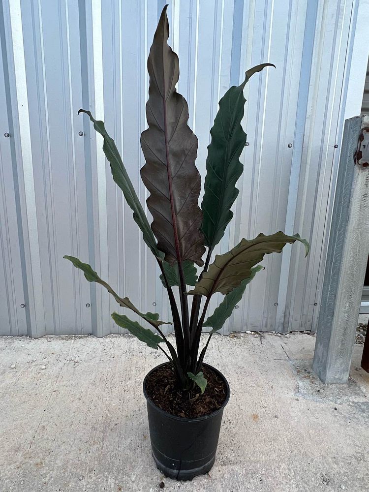 alocasia-lauterbachiana-elephant-ear