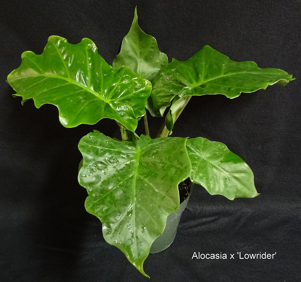 alocasia-low-rider-elephant-ear