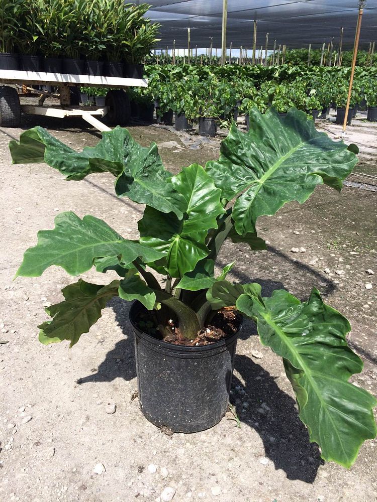 alocasia-low-rider-elephant-ear