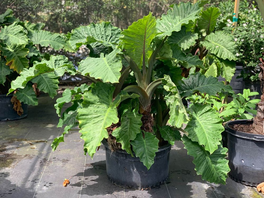 alocasia-low-rider-elephant-ear