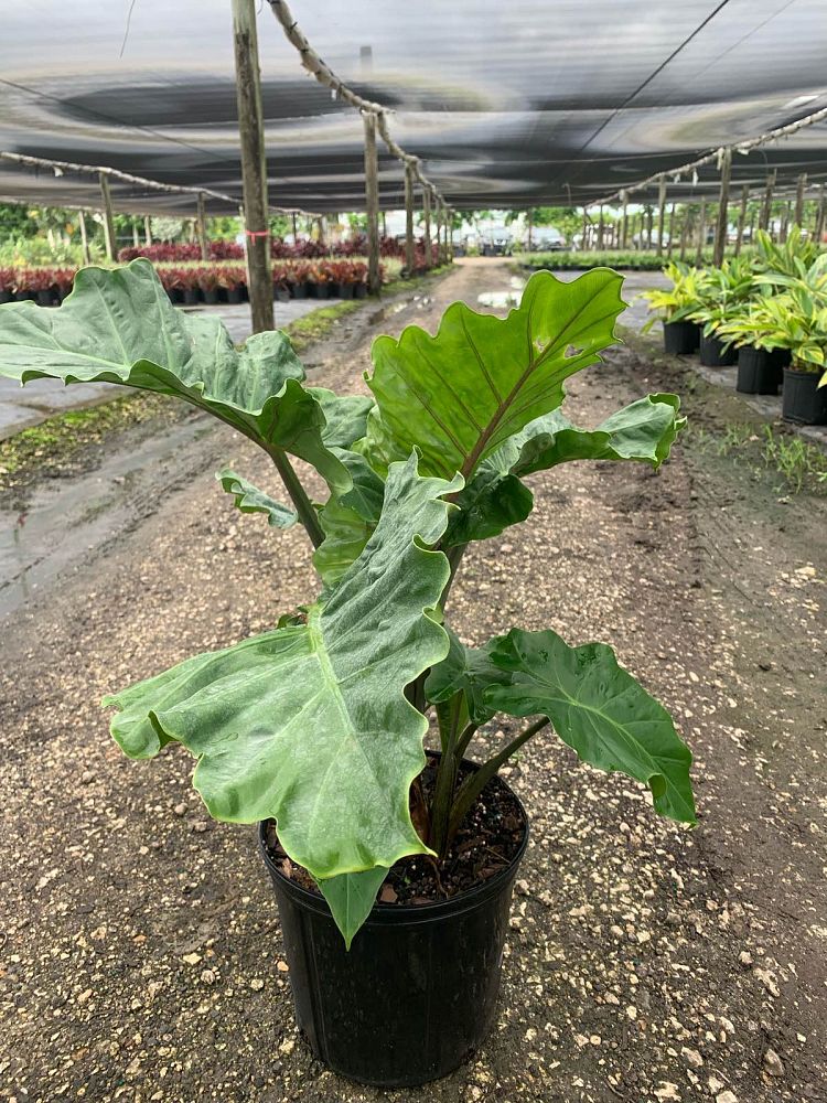 alocasia-low-rider-elephant-ear