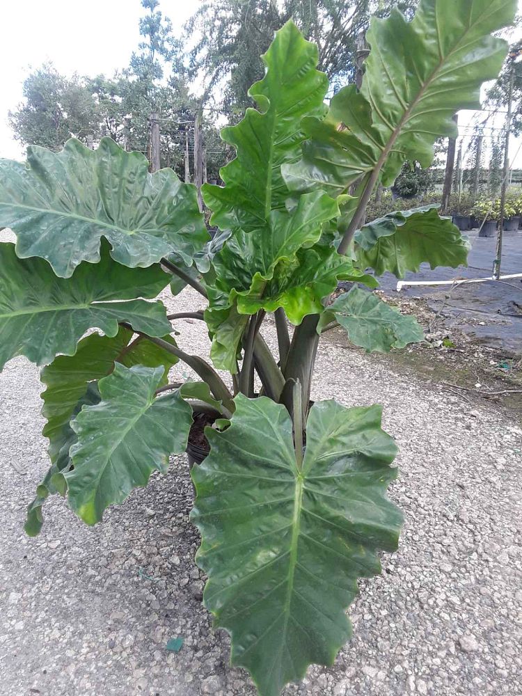 alocasia-low-rider-elephant-ear