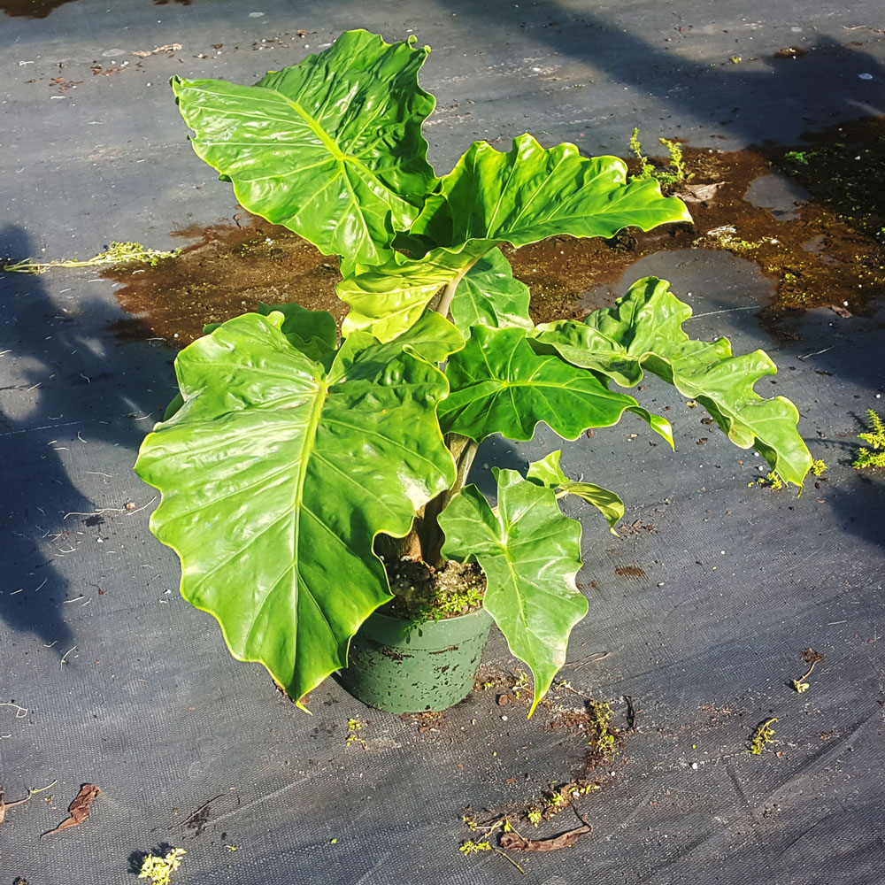 alocasia-low-rider-elephant-ear