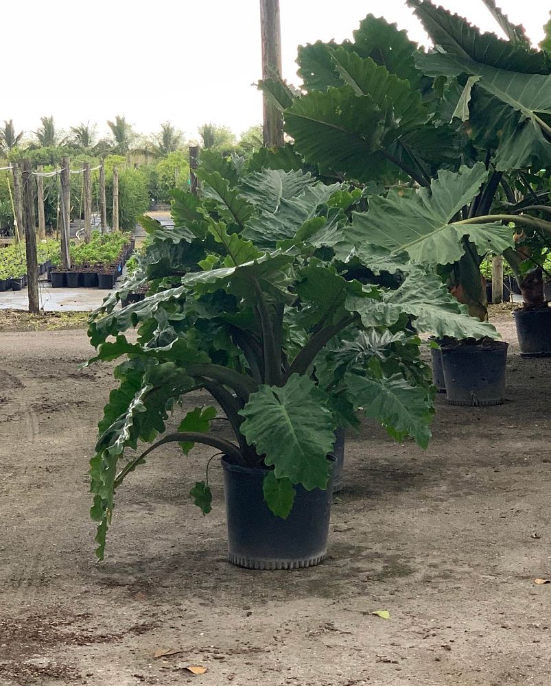 alocasia-low-rider-elephant-ear