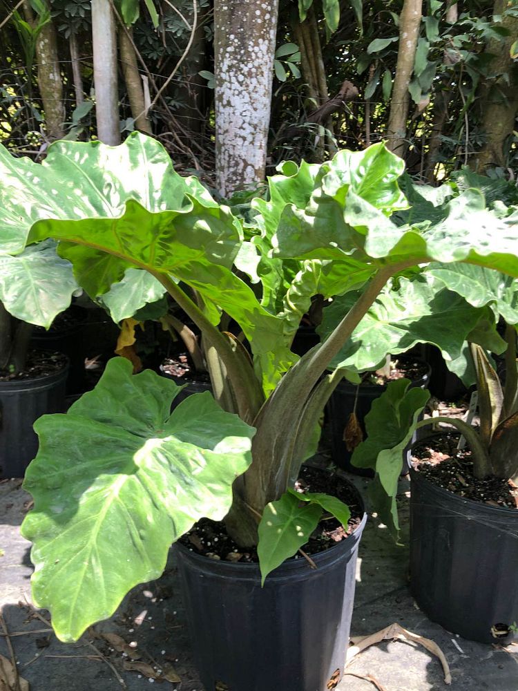 alocasia-low-rider-elephant-ear
