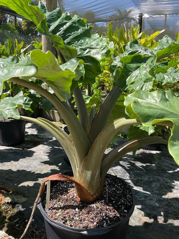 alocasia-low-rider-elephant-ear